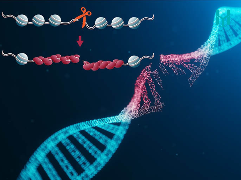 Yếu tố sinh học và di truyền